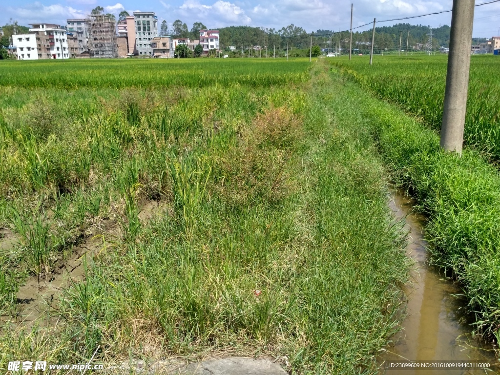 乡村田野