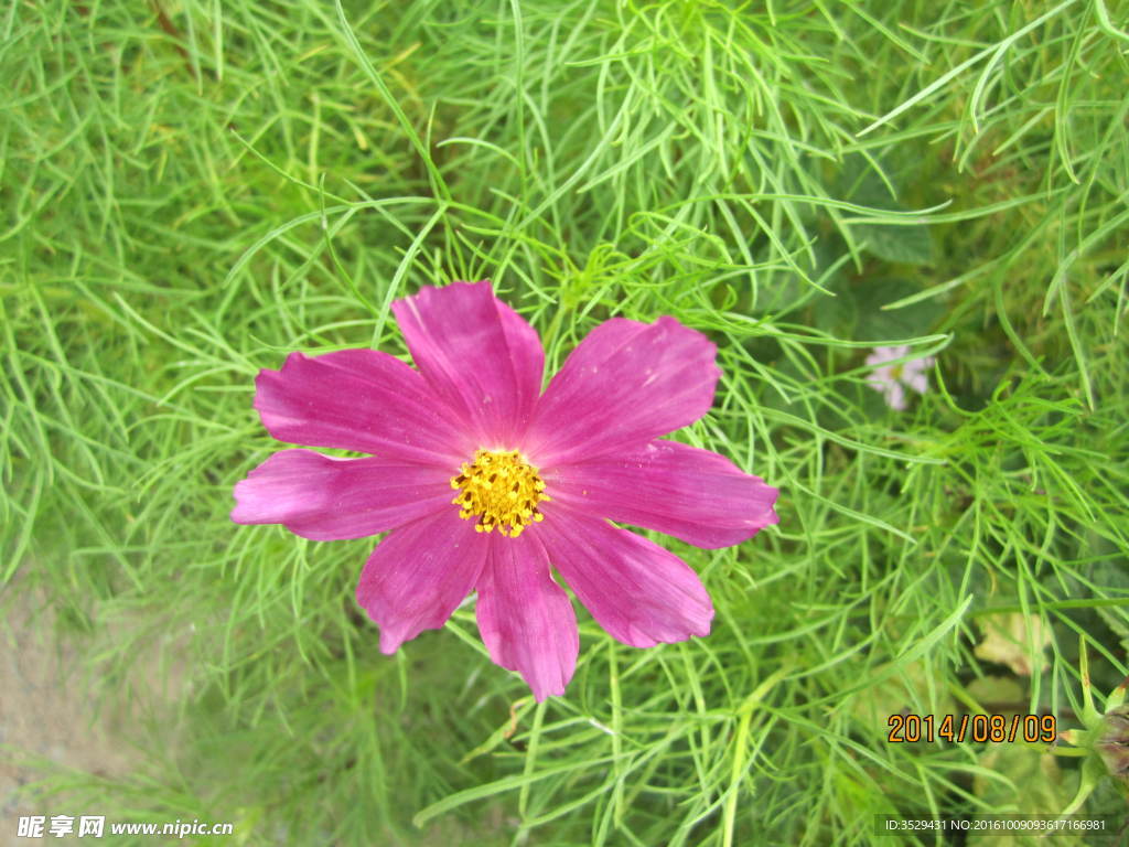 粉花
