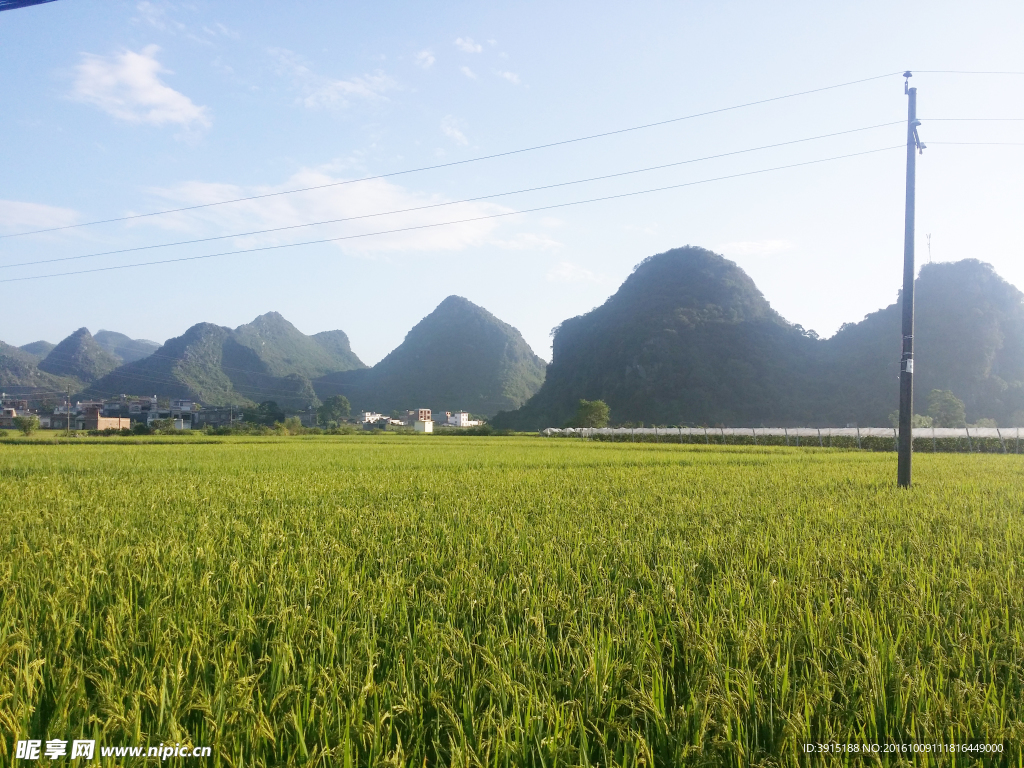 水稻 稻田 山水