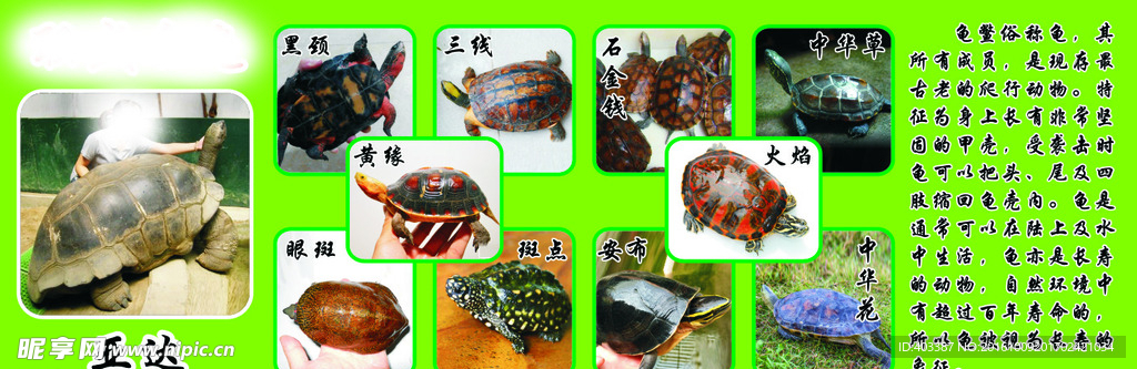 乌龟