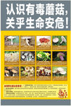 毒蘑菇宣传海报