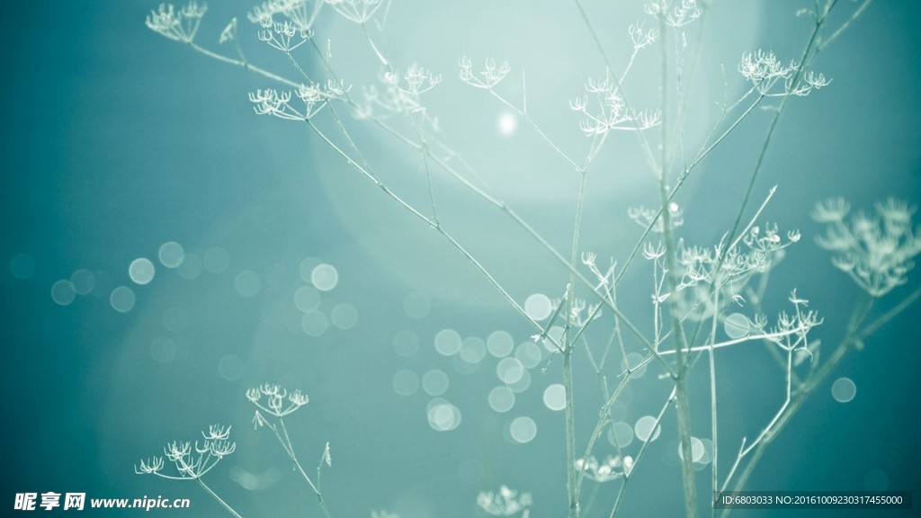 花朵绿色屏保