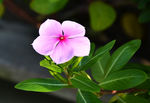 长春花