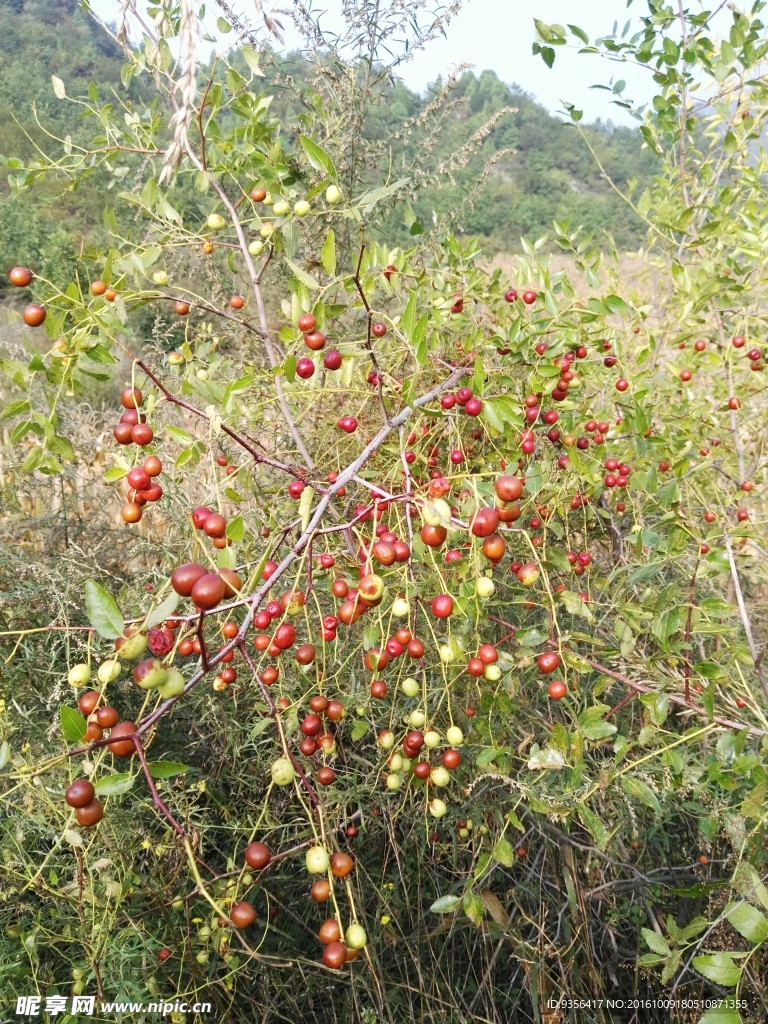 山枣