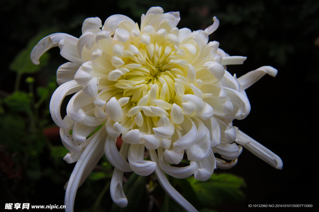 菊花