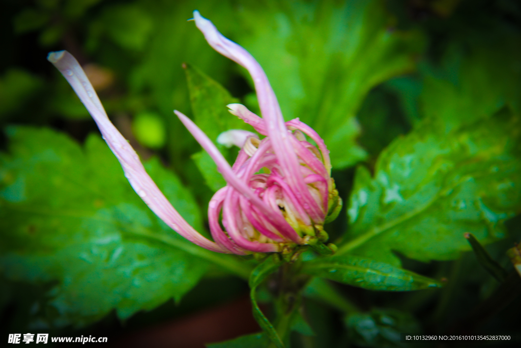 菊花