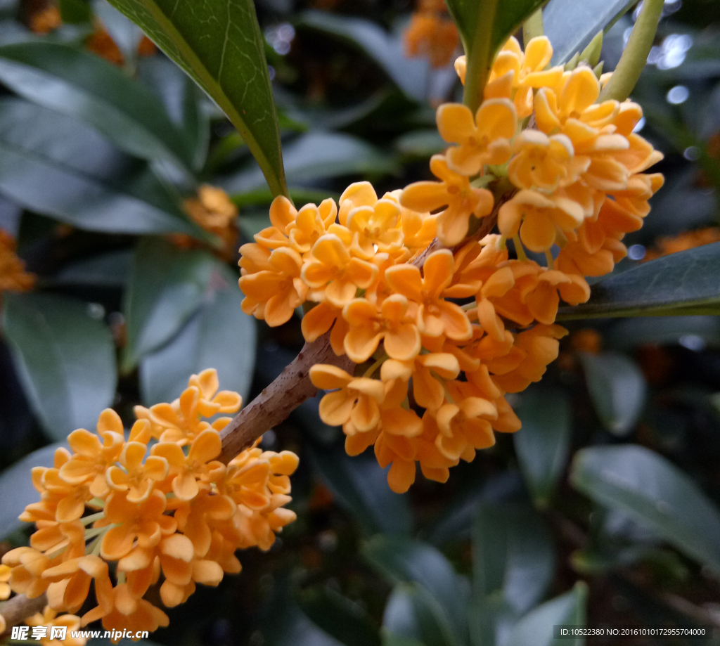 桂花