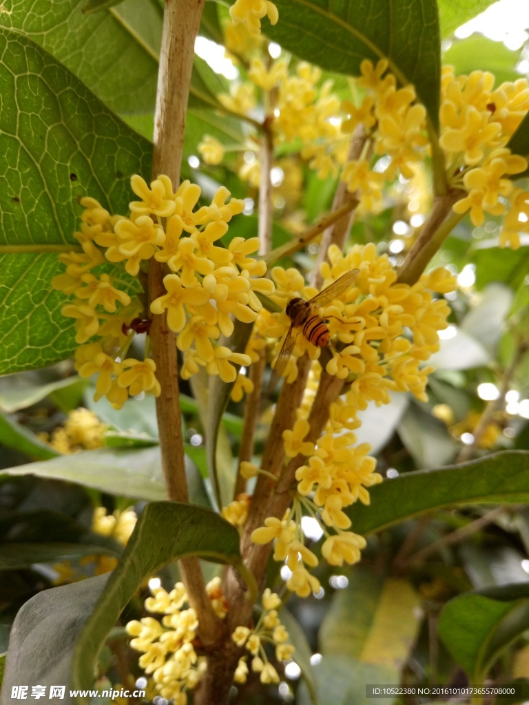 蜜蜂采桂花