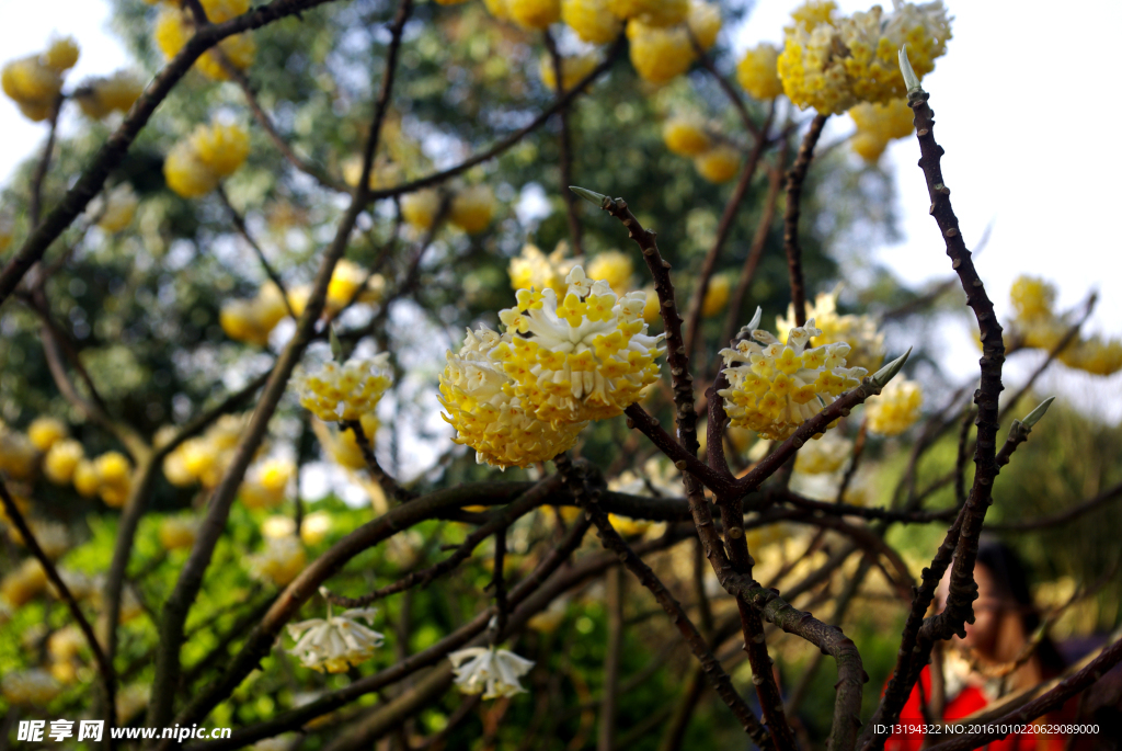 结香花