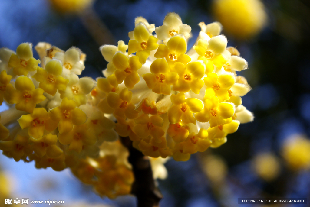 结香花