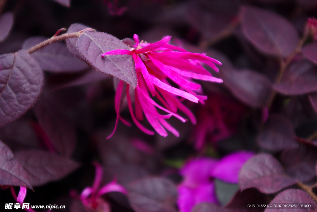 红继木花