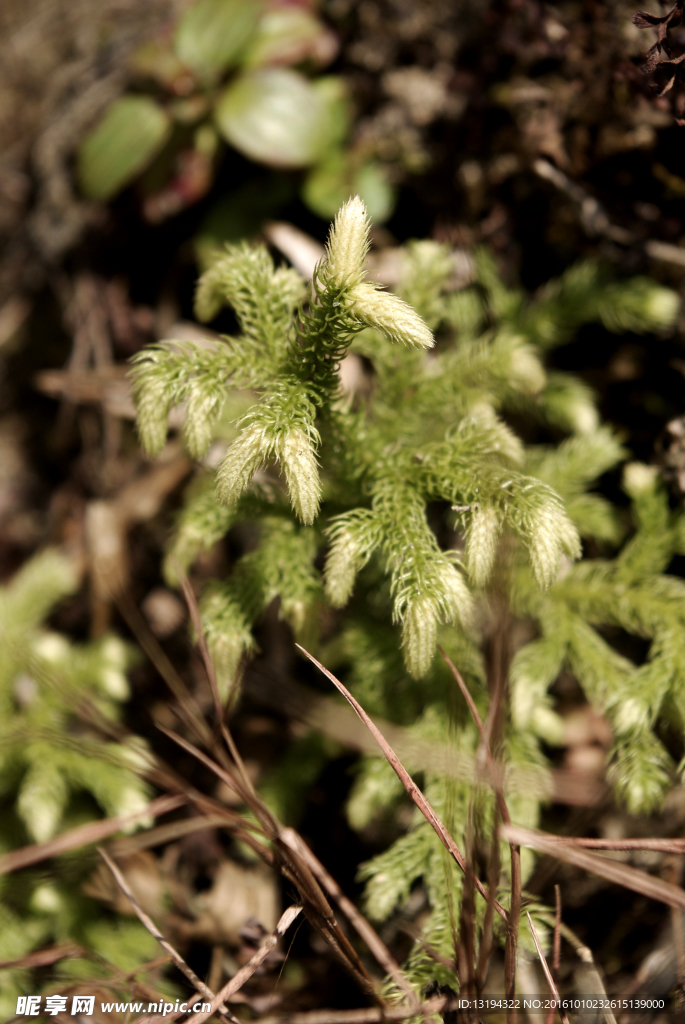 苔藓