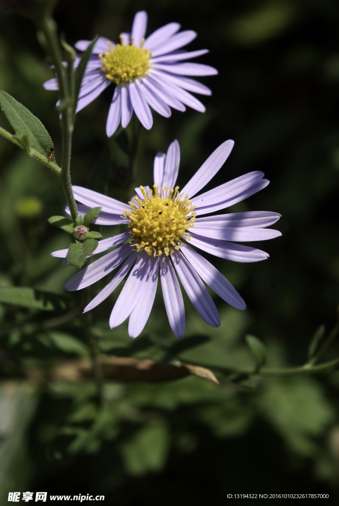 野山菊