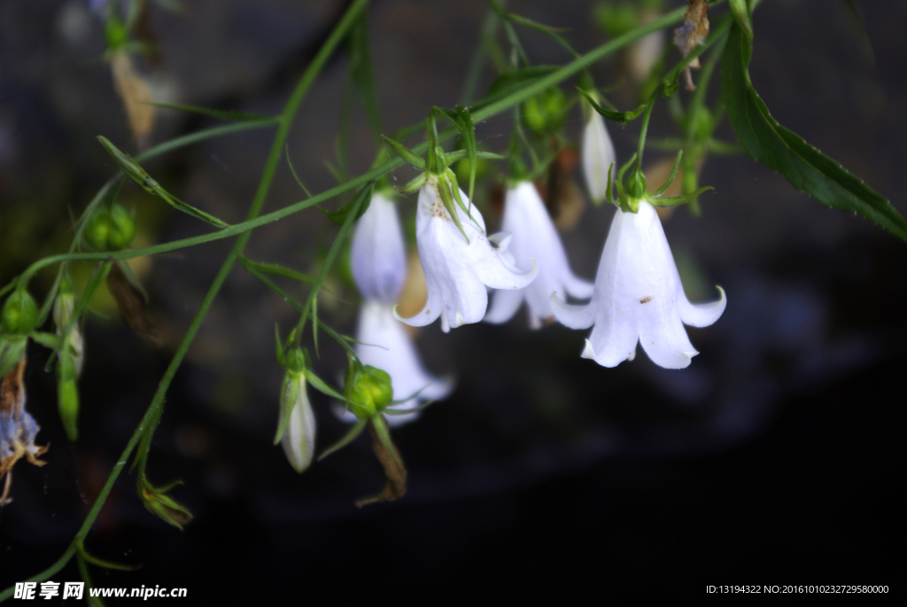 铃铛花