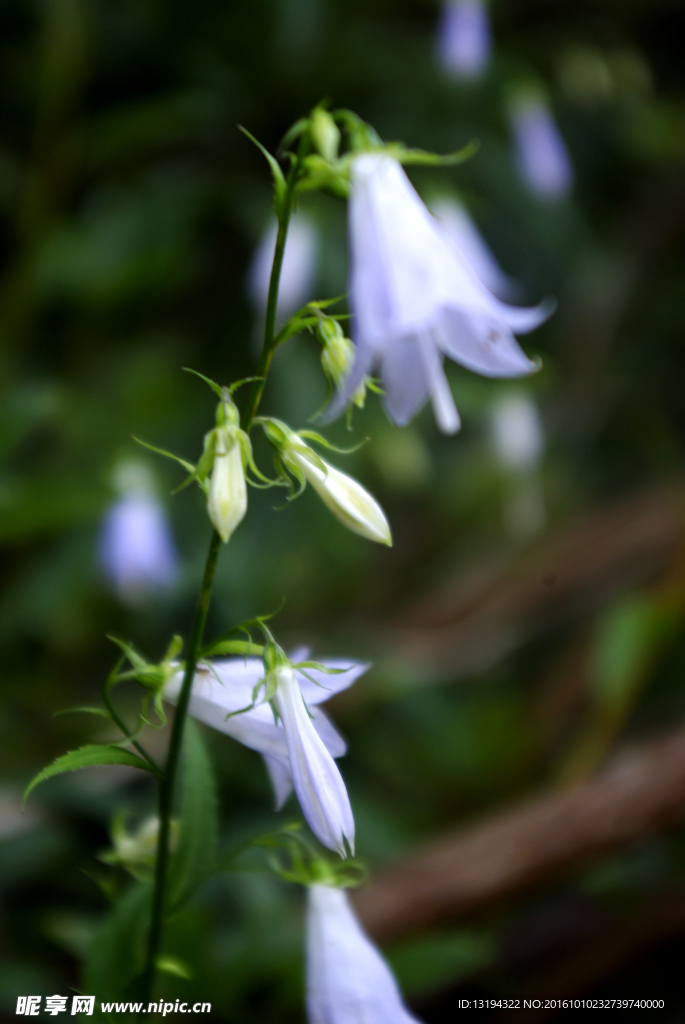 铃铛花