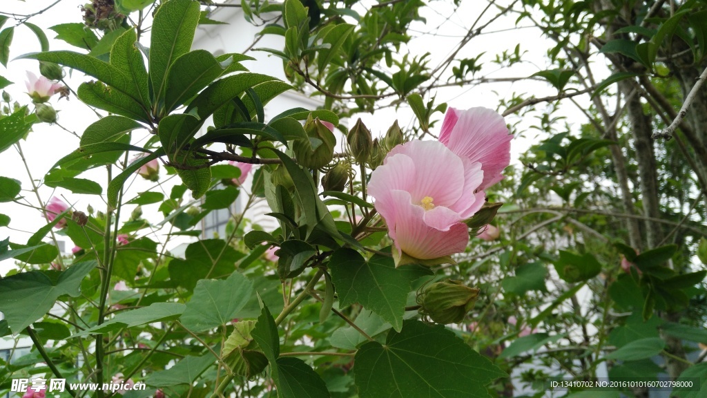 木棉花特写