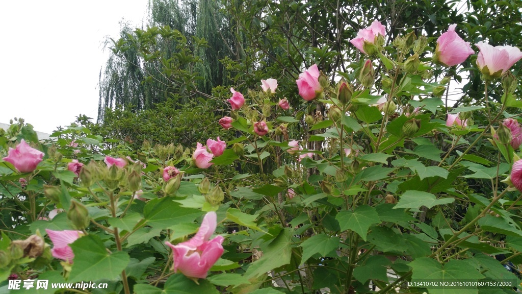 木棉花