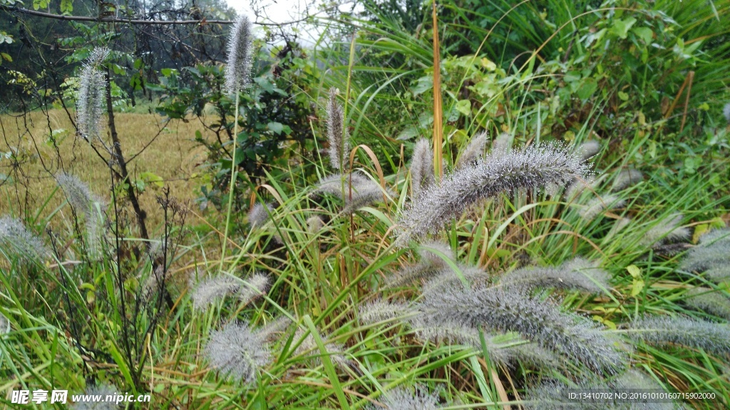 雨后的马尾草