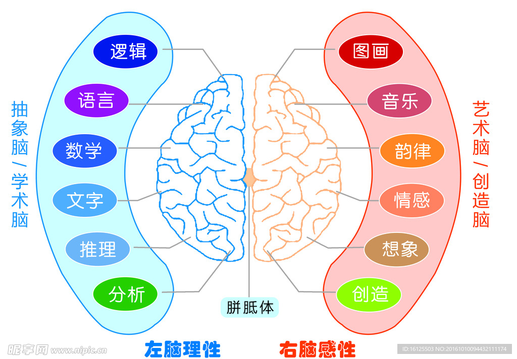 左右脑功能