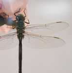 蜻蜓