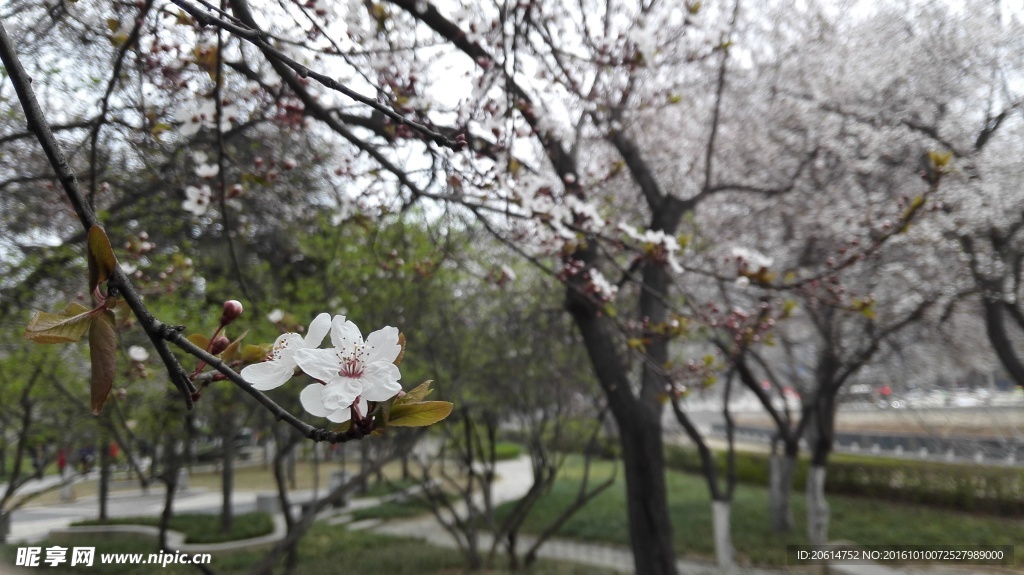 美丽的樱花