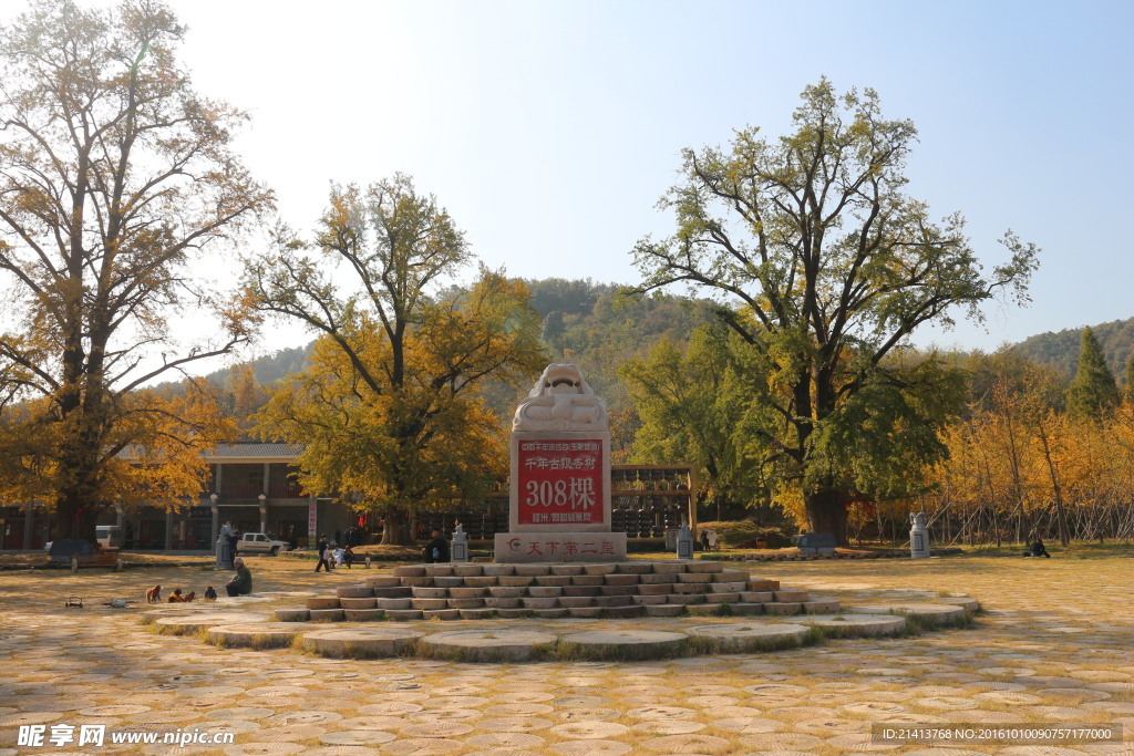 银杏树