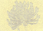 花卉装饰画