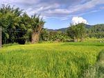 山川的田野