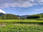 山川的田野