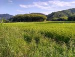 山川的田野