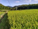山川的田野