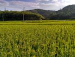 山川的田野