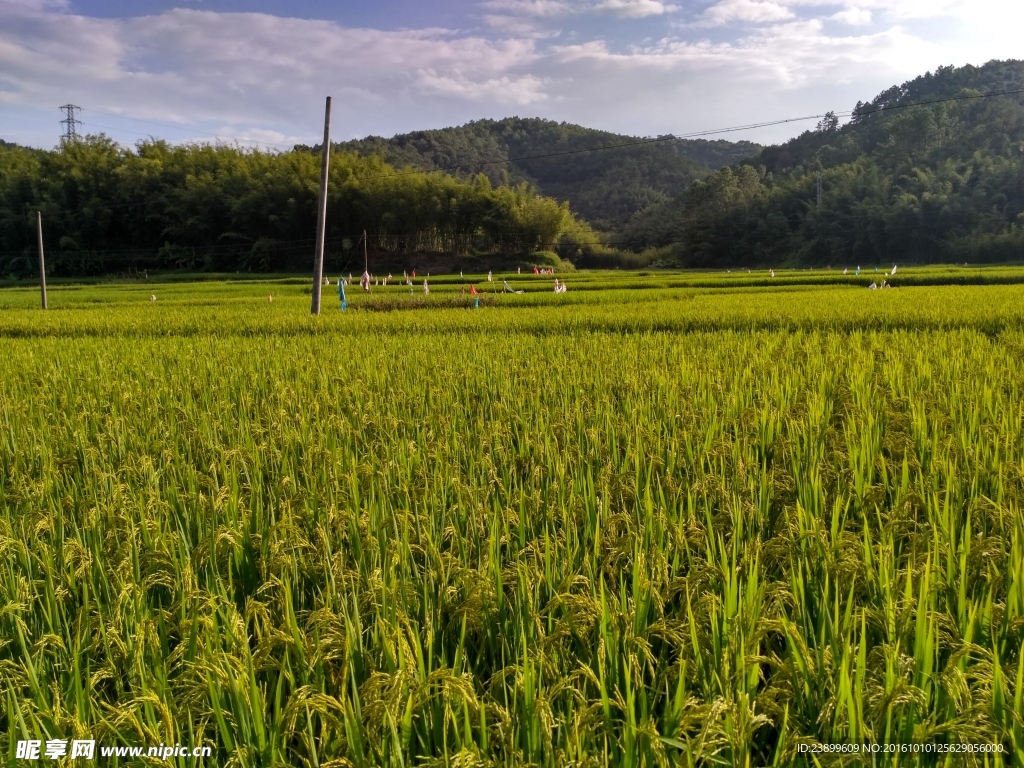 山川的田野