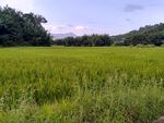 山川的田野