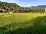 山川的田野