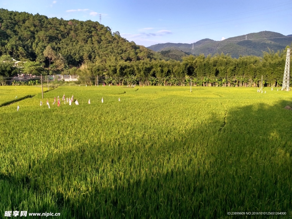 山川的田野