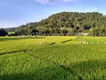 山川的田野