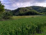 山川的田野