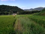 山川的田野