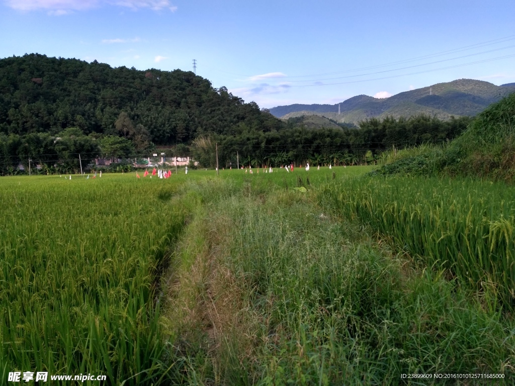 山川的田野