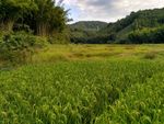 山川的田野