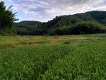 山川的田野