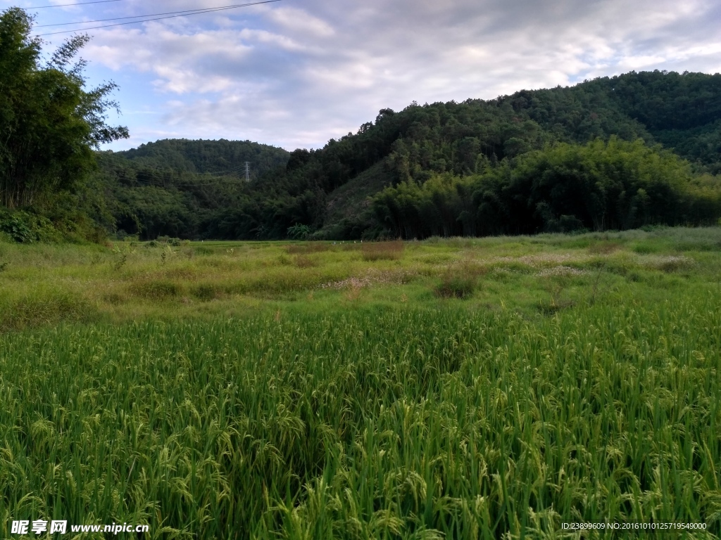 山川的田野