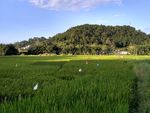 山川的田野