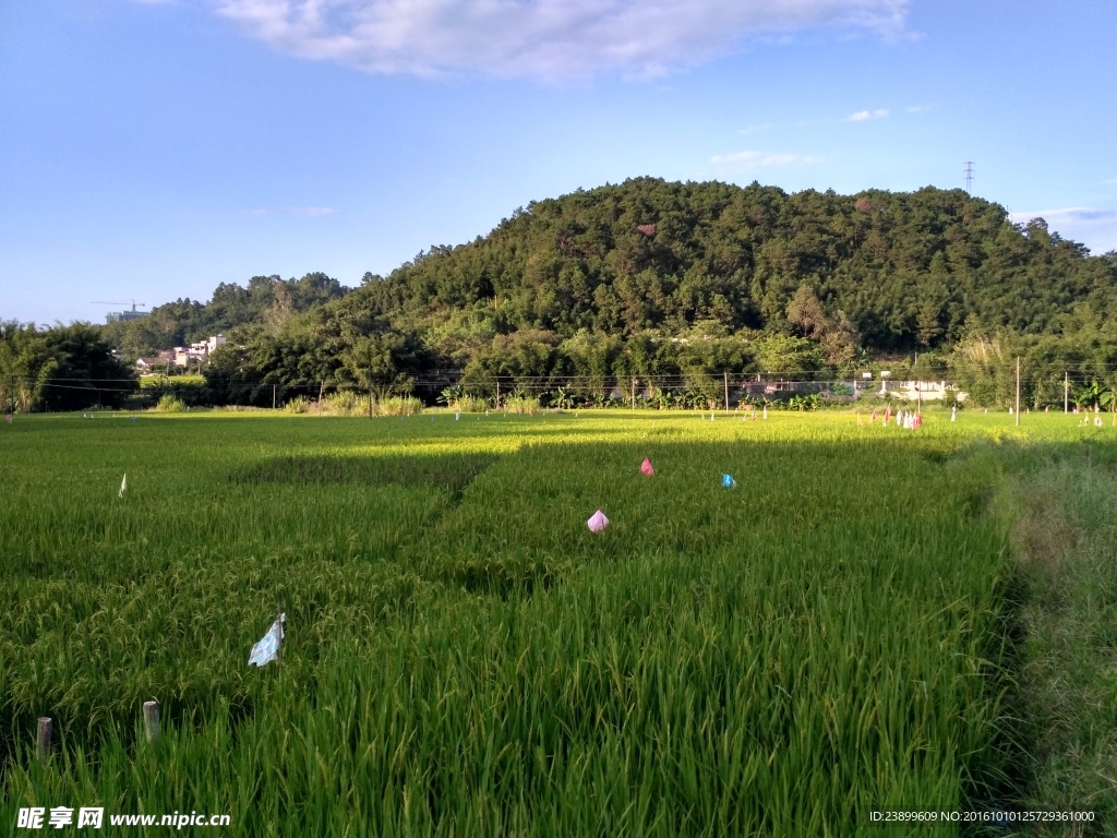山川的田野