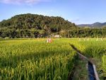 山川的田野