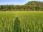 山川田野