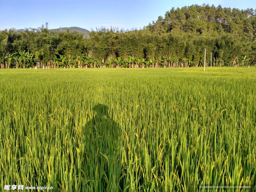 山川田野
