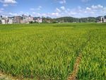 乡村田野