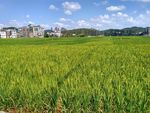 乡村田野